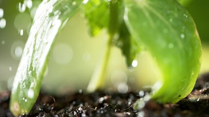 Wall Mural - Super slow motion of watering plants, gardening concept, camera motion. Filmed on high speed cinema camera, 1000fps.