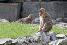 Barbary Monkeys Engage In A Zoo