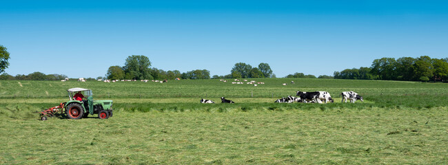 Canvas Print - farmer mows grass near spotted cows between oldenzaal and enschede in twente