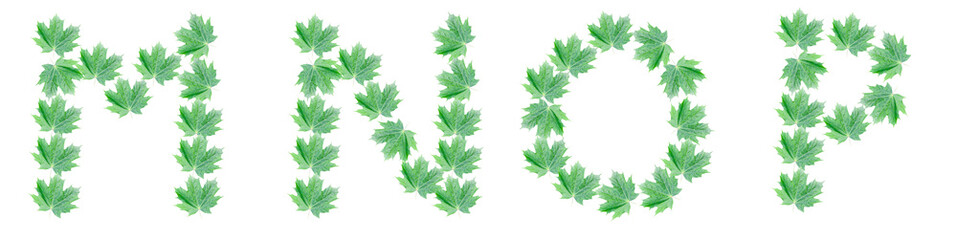 Wall Mural - The letters M, N, O, P are made of green maple leaves