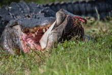 Crocodile In The Grass