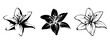 Vector set of black silhouettes of lily flowers isolated on a white background.