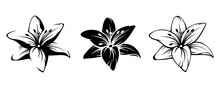 Vector Set Of Black Silhouettes Of Lily Flowers Isolated On A White Background.
