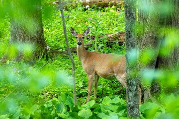 Fototapete - The White-tailed deer , hind on the forest