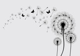 Fototapeta Dmuchawce - Dandelion with flying butterflies and seeds, vector illustration