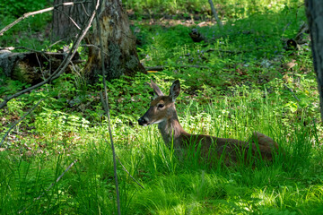 Fototapete - The white tailed deer, hind on the park