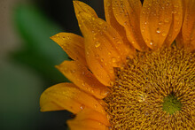 Sunflower-Closeup