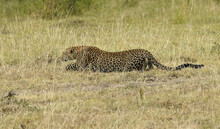 African leopard stalking prey, Masai Mara Game Reserve, Kenya