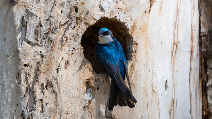 Blue Tree Swallow (Tachycineta bicolor) bird perched in a nest hole wildlife background