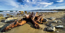Natural Beautiful Driftwood On The Deserted Sandy Remote Beach At Flat Point Wairarapa New Zealand