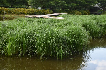 Sticker - Carex dispalata in the pond. Cyperaceae aquatic plants.