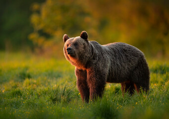 wild brown bear ( ursus arctos )