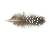 Beautiful Guinea Fowl Feather Isolated On White Background