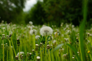 Sticker - dandelions in the meadow, grass in summer