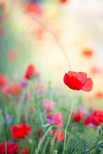 Field Flowers Red Poppy And Daisies Flower Among Green Grass On A Sunny Day. High Quality Photo