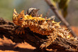 Wild and harmless Thorny Devil around Kalbarri in Western Australia 