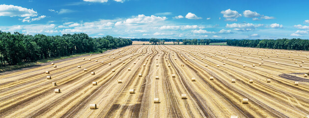 Aerial view of harvested wheat field and blue sky at the background. Haystacks lay upon the agricultural field. Photo is taken with drone.