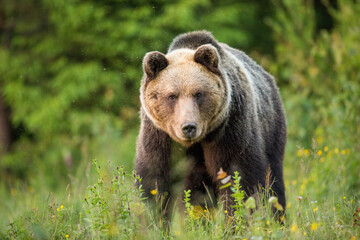 brown bear, ursus arctos, staring into a camera from front view on a green meadow. fauna of high tat