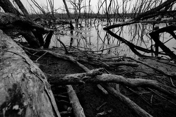 Wall Mural - Dead tree in flooded forest. Environmental crisis from climate change. Dark background for death, sad, and hopless. Disaster from deforestation. Tree dead from climate change problem. Sad nature.