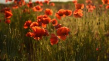 Poppies Close-up At Sunset. Beautiful Atmospheric Summer Background. Landscape With Red Wildflowers. Golden Rays Of The Sun Illuminate The Scarlet Petals Of Poppies. The Concept Of Inspiration, Summer