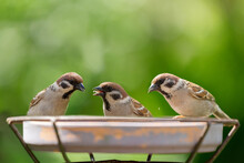 Little Birds Sitting On A Feeder. Tree Sparrow ( Passer Montanus)