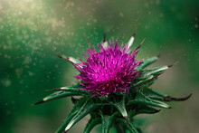  Purple Thistle Flower In Close-up Against A Green Meadow On A Sunny Spring Day