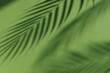 summer background palm tree shadows on green background