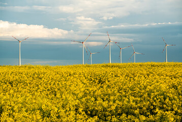 Wall Mural - Blooming rapeseed, windmills and storm clouds - panorama of the agricultural landscape of Germany