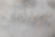 Larch Forest With Autumn Or Fall Colors In Thick Fog Creating Mystical Mood