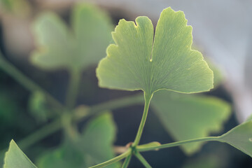 Aufkleber - Close up of green  leaf Ginkgo on a Ginkgo Biloba little tree. Macro photography view.
