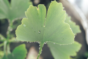 Aufkleber - Close up of green  leaf Ginkgo on a Ginkgo Biloba little tree. Macro photography view.