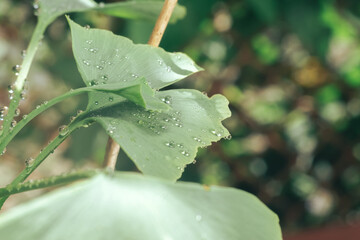 Aufkleber - Close up of green  leaf Ginkgo on a Ginkgo Biloba little tree. Macro photography view.