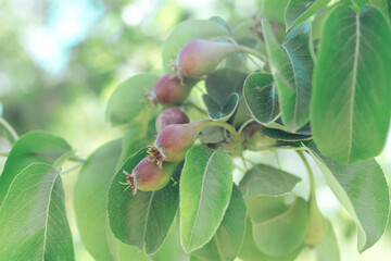 Poster - Small young fresh pears growing on a tree background.