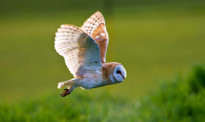 Wall Mural - Kerkuil, Barn Owl, Tyto alba