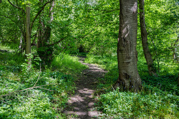 Fototapeta woodland footpath on the edge of croxley moor in rickmansworth, hertfordshire, england