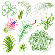 Tillandsia Beautiful Air Plants Illustration Collection