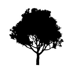 tree silhouette on white background