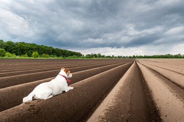 Wall Mural - Jack russel terrier between soil rows