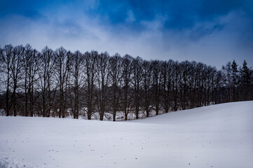 Beautiful view of winter landscape with blue sky, black forest and white ground. Estonian Independence Day. Abstract flag of Estonia.