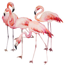 Watercolor Pink Flamingoes Isolated Illustration