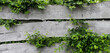 Banner Holzbretter-Zaun mit grünen Blättern und Ästen