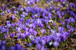 White snowdrop spring flowers with violet crocus
