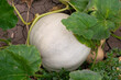 unharvested pumpkin in the garden - organic agriculture