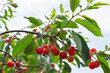 Unpicked ripe organic cherries in the tree