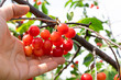 man hand picking organic cherries in the tree - POV