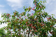 Unpicked ripe organic sour cherries in the tree