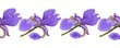Lilac irises on a white background close-up, seamless pattern, border