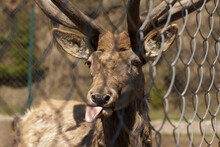 Close Up Of Red Deer Tongue Sticking Out In A Fenced Area