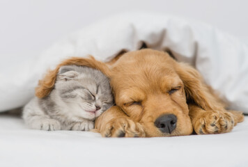 Aufkleber - Cute kitten sleeps under ear of a English Cocker spaniel puppy. Pets sleep together under white warm blanket on a bed at home