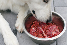 Feeding Dog With A Healthy Raw Meat Food Diet.